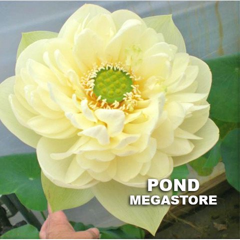 Golden Horse in Jade Palace Lotus  <br>  Frilly, Ruffled Petals! <br> Reserve Lotus Varieties ASAP for 2020! - PondLotus.com