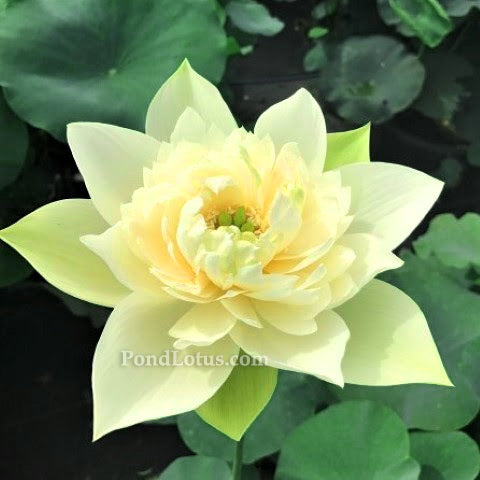 Golden Phoenix Lotus  <br>  Early Bloomer! <br> Reserve Lotus Varieties ASAP for 2020! - PondLotus.com