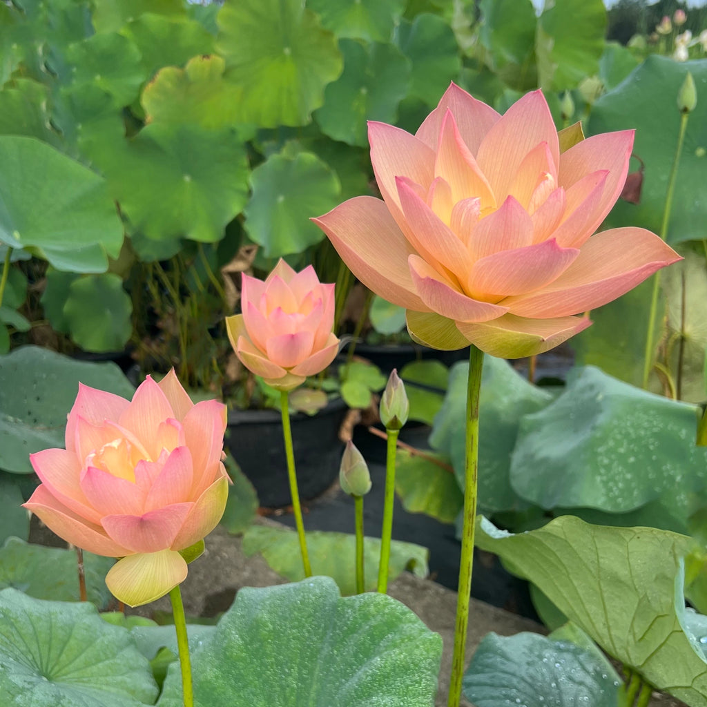 Golden Sunset Lotus
