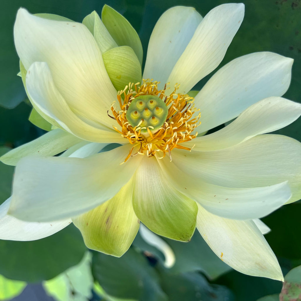Green Love Lotus