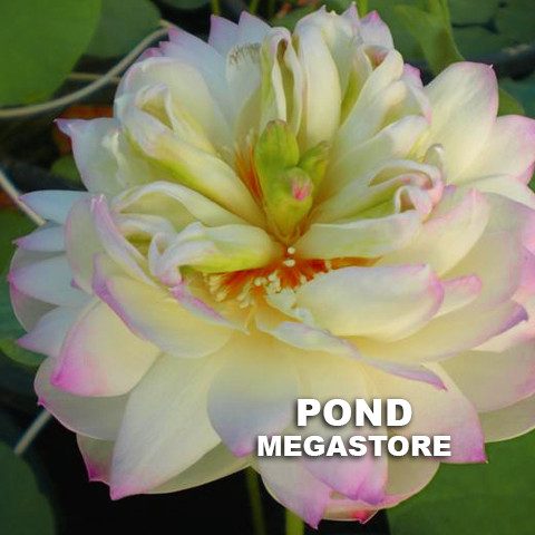 Green In Pink Layers Lotus <br> Reserve Lotus Varieties ASAP for 2020! - PondLotus.com