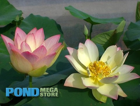 Green Maiden Lotus <br> Easy for beginners! <br> Reserve Lotus Varieties ASAP for 2020! - PondLotus.com