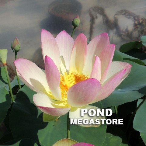 Hands Of The Goddess Of Mercy Lotus  <br> Reserve Lotus Varieties ASAP for 2020! - PondLotus.com