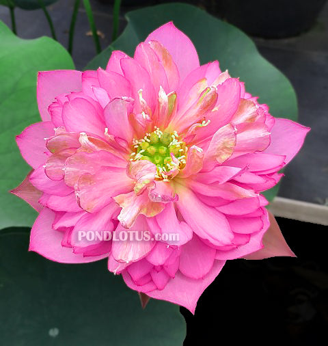 Handsome Hero 13 <br>   Beautiful blooms!  <br> Reserve Lotus Varieties ASAP for 2020! - PondLotus.com