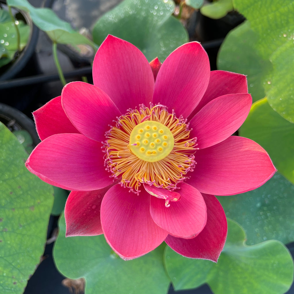 Happy Lover Lotus
