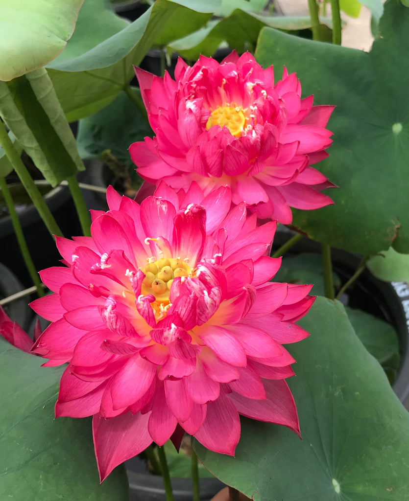 Happy Eyes Lotus (Mei Yan) <br> Reserve Lotus Varieties ASAP for 2020! - PondLotus.com
