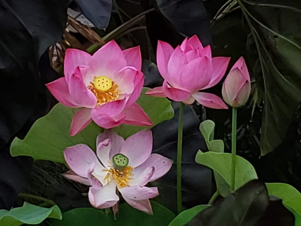 Princess Harper Of Ten Mile Creek Lotus  <br>  Lovely Multiple Blooms!