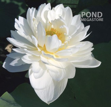 High Cotton Lotus  <br>  Heavy Bloomer!  <br> Reserve Lotus Varieties ASAP for 2020! - PondLotus.com