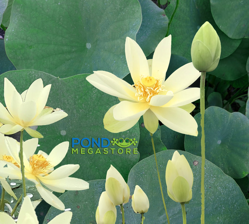 High Noon Lotus <Br> HEAVY BLOOMER! <br> Reserve Lotus Varieties ASAP for 2020! - PondLotus.com