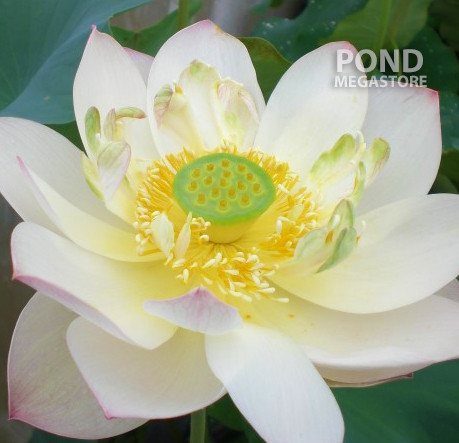 Highest Virtue Lotus (Guo Feng Liang Jie)  <br> Reserve Lotus Varieties ASAP for 2020! - PondLotus.com
