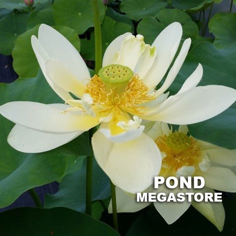 Hindu White Lotus  <br>  Wide Open Blooms!  <br> Reserve Lotus Varieties ASAP for 2020! - PondLotus.com