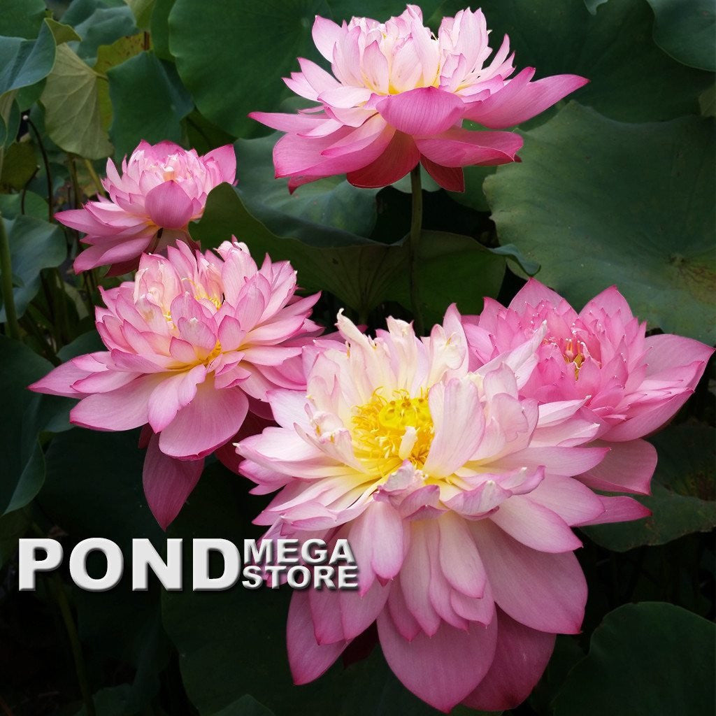 Holy Fire Lotus  <br>   Customer Favorite!  <br> Reserve Lotus Varieties ASAP for 2020! - PondLotus.com