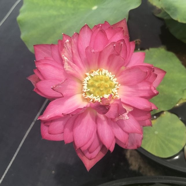 Fire Crane Lotus (Huo He)  <br>  Dependable Bloomer  <br> Reserve Lotus Varieties ASAP for 2020! - PondLotus.com