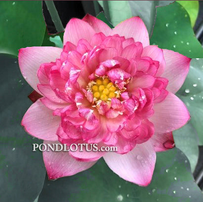 Hurricane <br> Early Bloomer & Heavy Bloomer <br> Reserve Lotus Varieties ASAP for 2020! - PondLotus.com