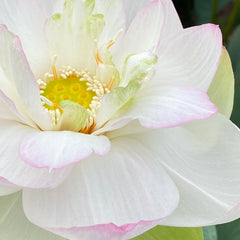 HybridT873120_3_medium.jpg?v=