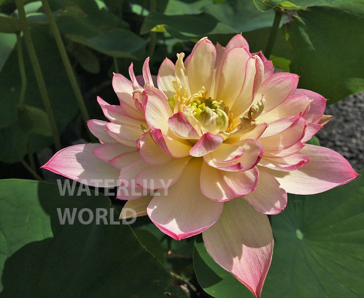 Imperial Concubine Out Of Bath Lotus <br> Reserve Lotus Varieties ASAP for 2020! - PondLotus.com