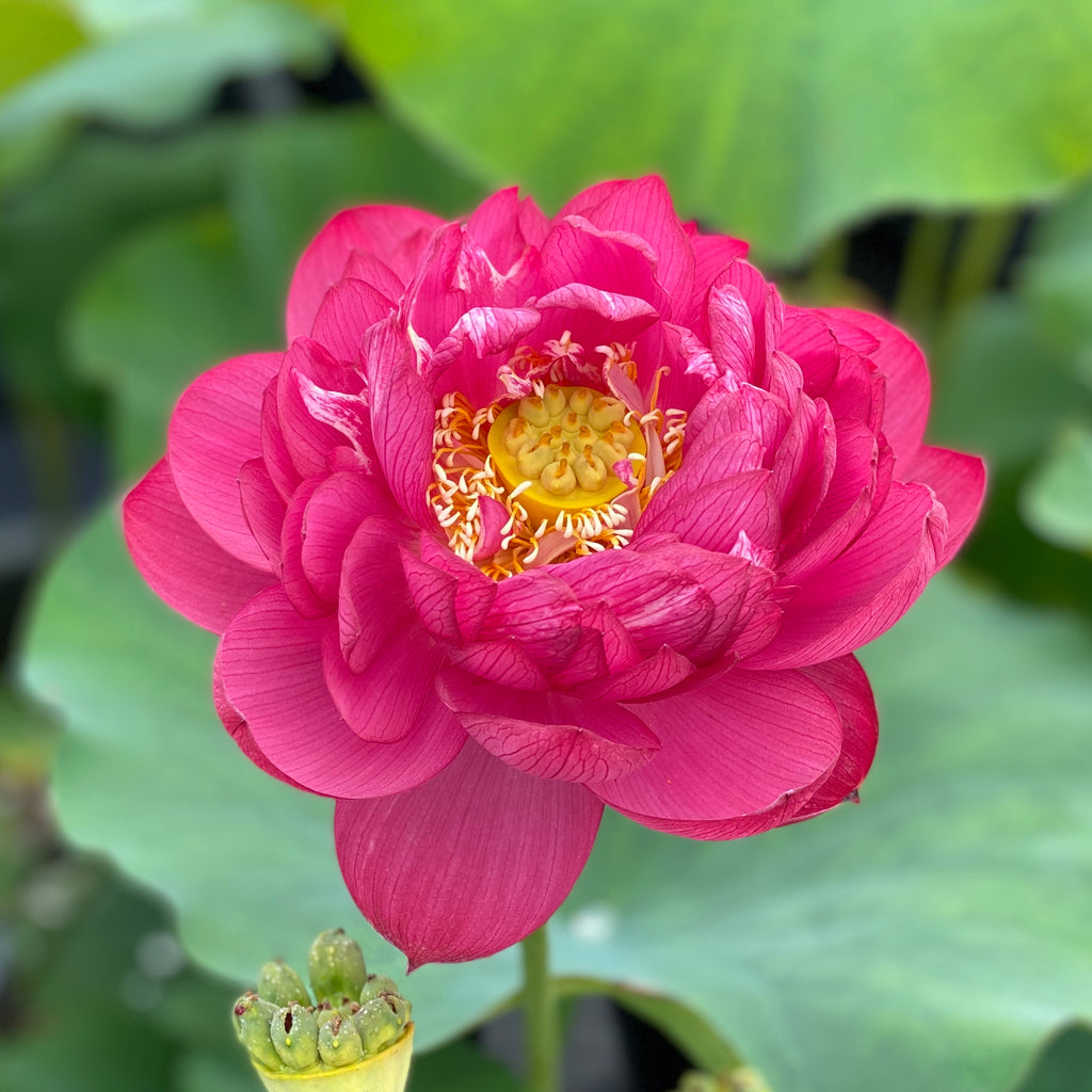 Impressions Of West Lake Lotus - Tons of Deep Red Flowers