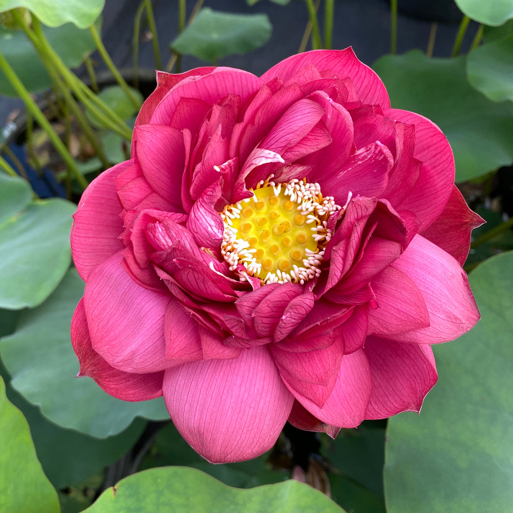 Impressions Of West Lake Lotus - Tons of Deep Red Flowers