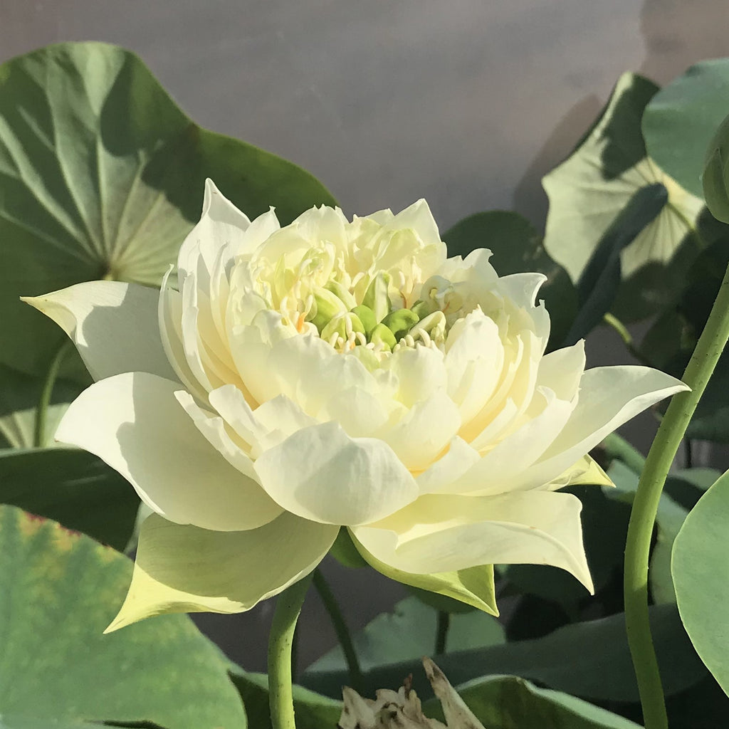 Jade Cloud Lotus  <br> Reserve Lotus Varieties ASAP for 2020! - PondLotus.com