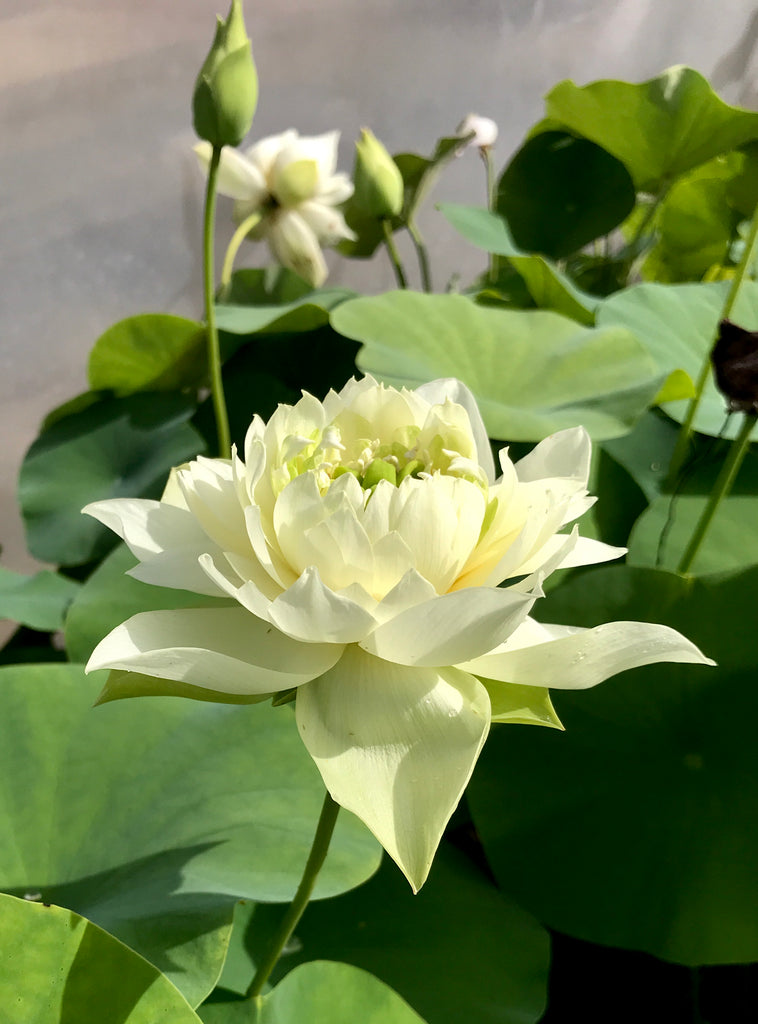 Jade Cloud Lotus  <br> Reserve Lotus Varieties ASAP for 2020! - PondLotus.com