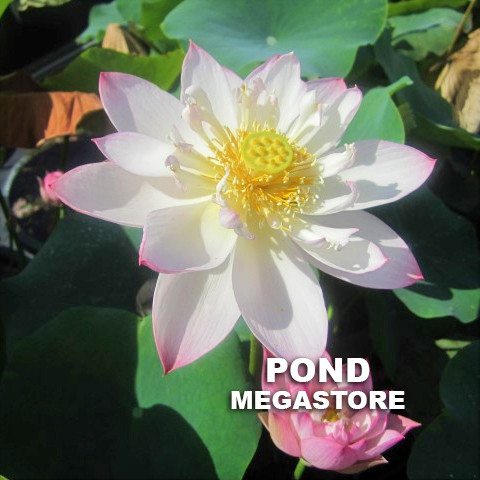 Dancing in Jade Tower-Micro  <br>  Blooms Early and Often! <br> Reserve Lotus Varieties ASAP for 2020! - PondLotus.com