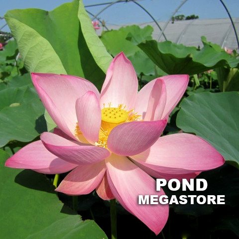 Jeannie's Smile Lotus <br>   Pink Power!  <br> Reserve Lotus Varieties ASAP for 2020! - PondLotus.com