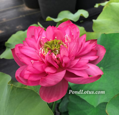 Jewel Flower Lotus  <br>  Heavy Bloomer! <br> Reserve Lotus Varieties ASAP for 2020! - PondLotus.com