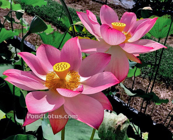 Jianxuan 17 Lotus  <br>  TOP SEED PRODUCER!  <br> Reserve Lotus Varieties ASAP for 2020! - PondLotus.com