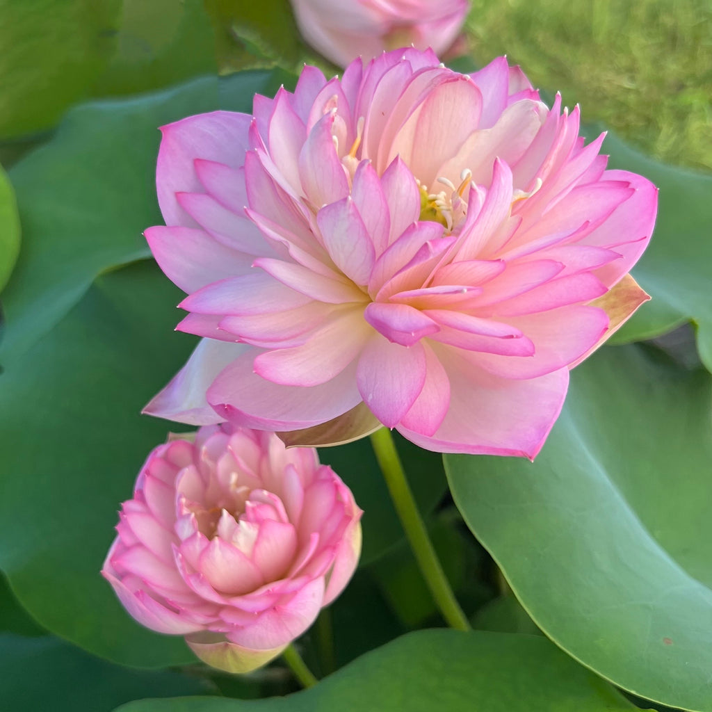 Beauty Jing Lotus