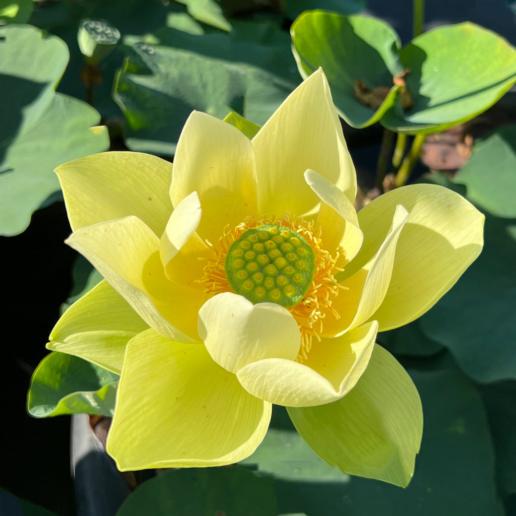 Jinling Jasper Lotus > Yellow & Green!