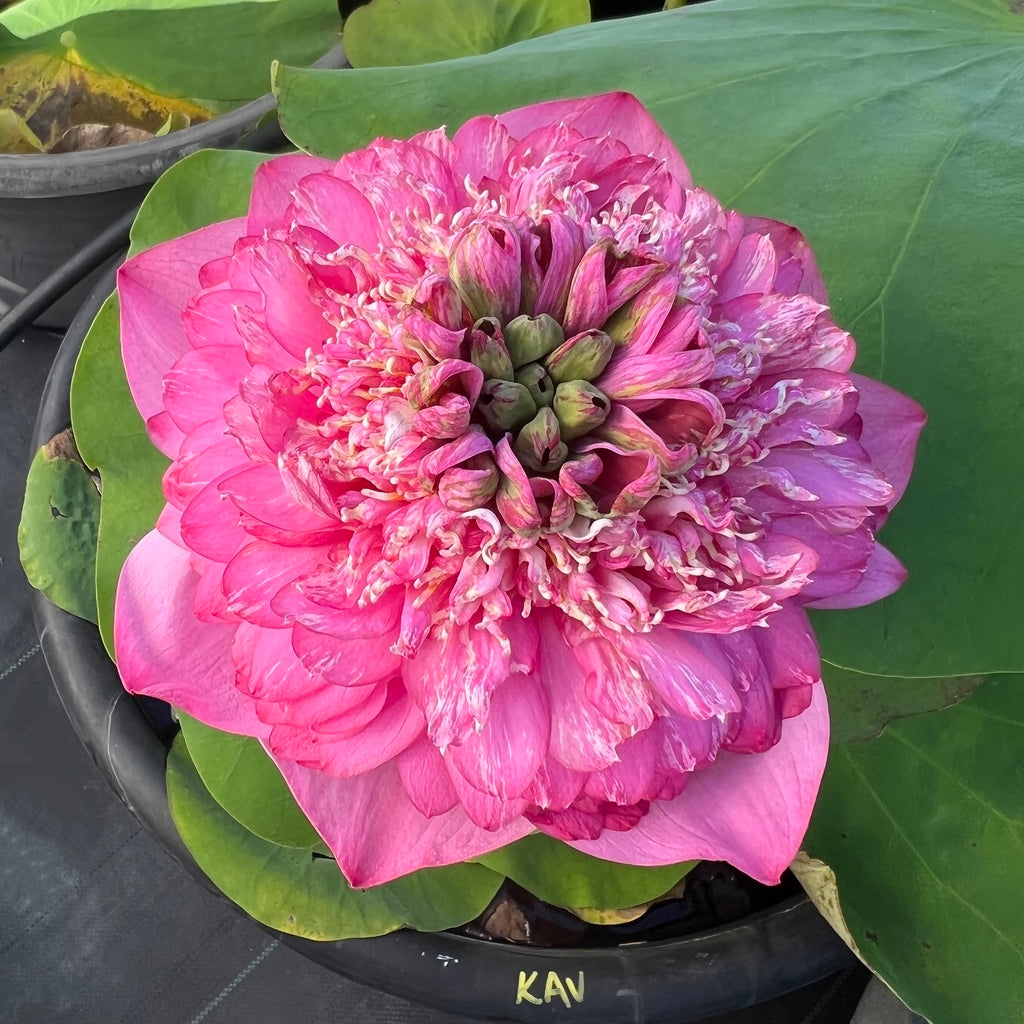 Kaveri Lotus > Lucious Full Flowers!