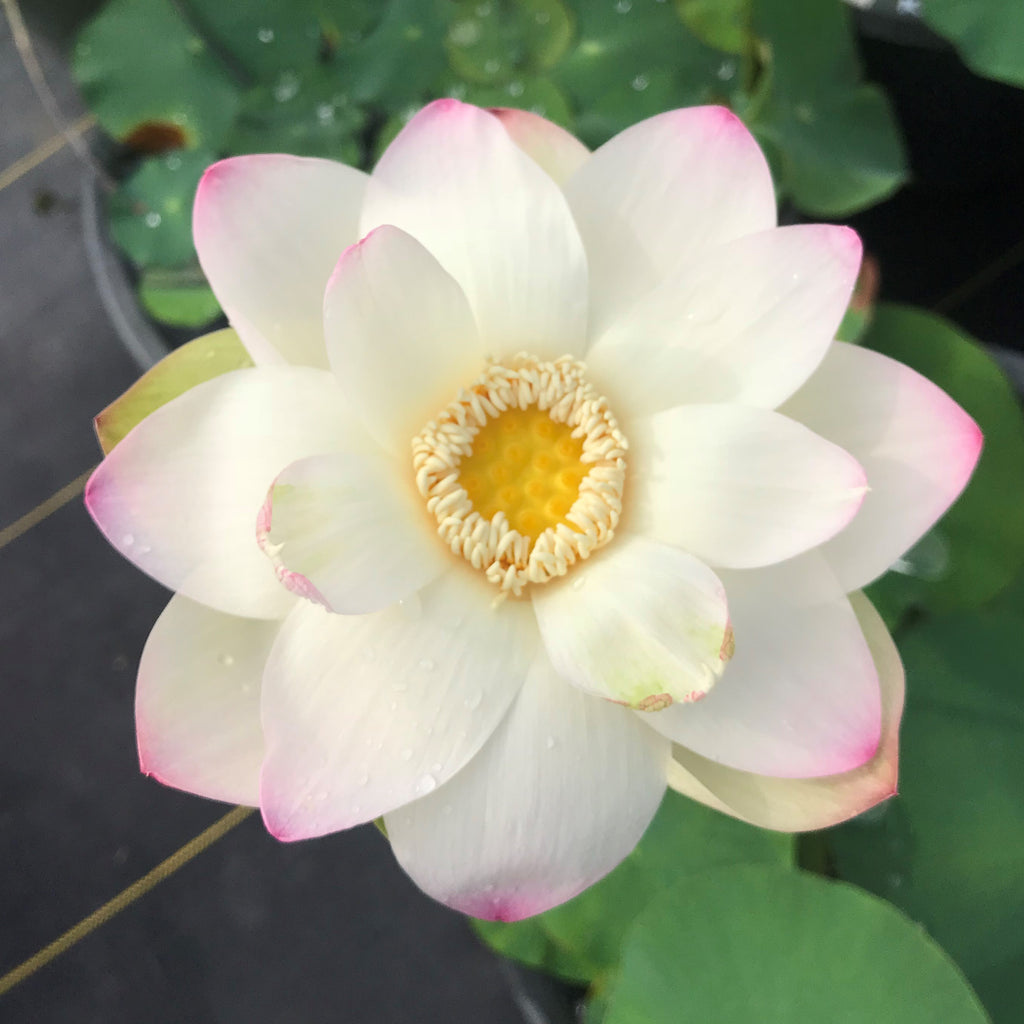 Ken's Dream Lotus  <br>  Namaste'  <br> Reserve Lotus Varieties ASAP for 2020! - PondLotus.com