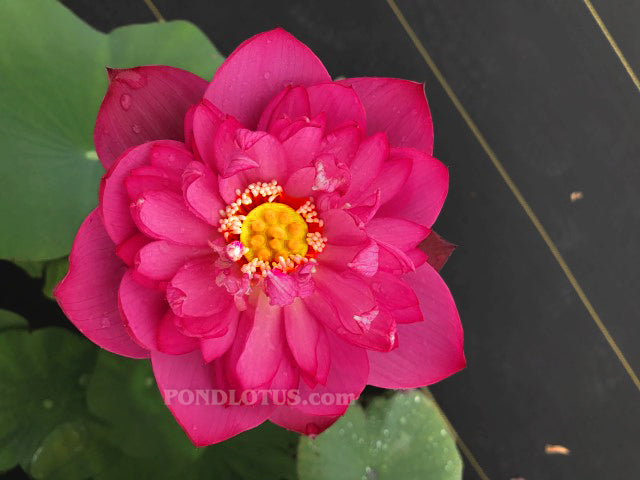 Lady Bingley Lotus  (Binglei furen)  <br>  Ruffled Petals!     <br> Reserve Lotus Varieties ASAP for 2020! - PondLotus.com