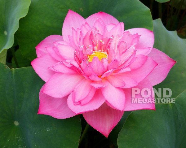 Lanceolate Pink Lotus (Pizen Fen)  <br>  8 Inch Blooms!  <br> Reserve Lotus Varieties ASAP for 2020! - PondLotus.com