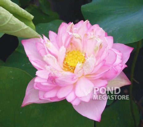 Large Purple Jade Lotus (Da Ziyu)  <br> Reserve Lotus Varieties ASAP for 2020! - PondLotus.com