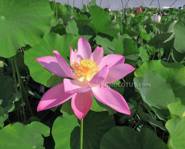 Lavender Lady Lotus  <br> Reserve Lotus Varieties ASAP for 2020! - PondLotus.com