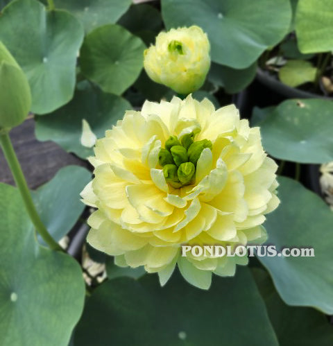 Lemon & Lime Lotus  <br>  Citrusy Shades! <br> Reserve Lotus Varieties ASAP for 2020! - PondLotus.com