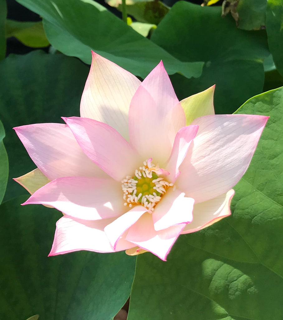 Light Of Yaochi Lotus (Yao Chi Zhi Guang)  <br>  Lustrous Flowers!  <br> Reserve Lotus Varieties ASAP for 2020! - PondLotus.com
