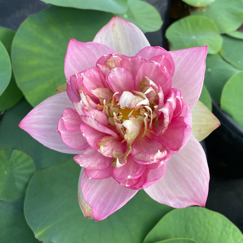 Little Drunken Fairy Lotus
