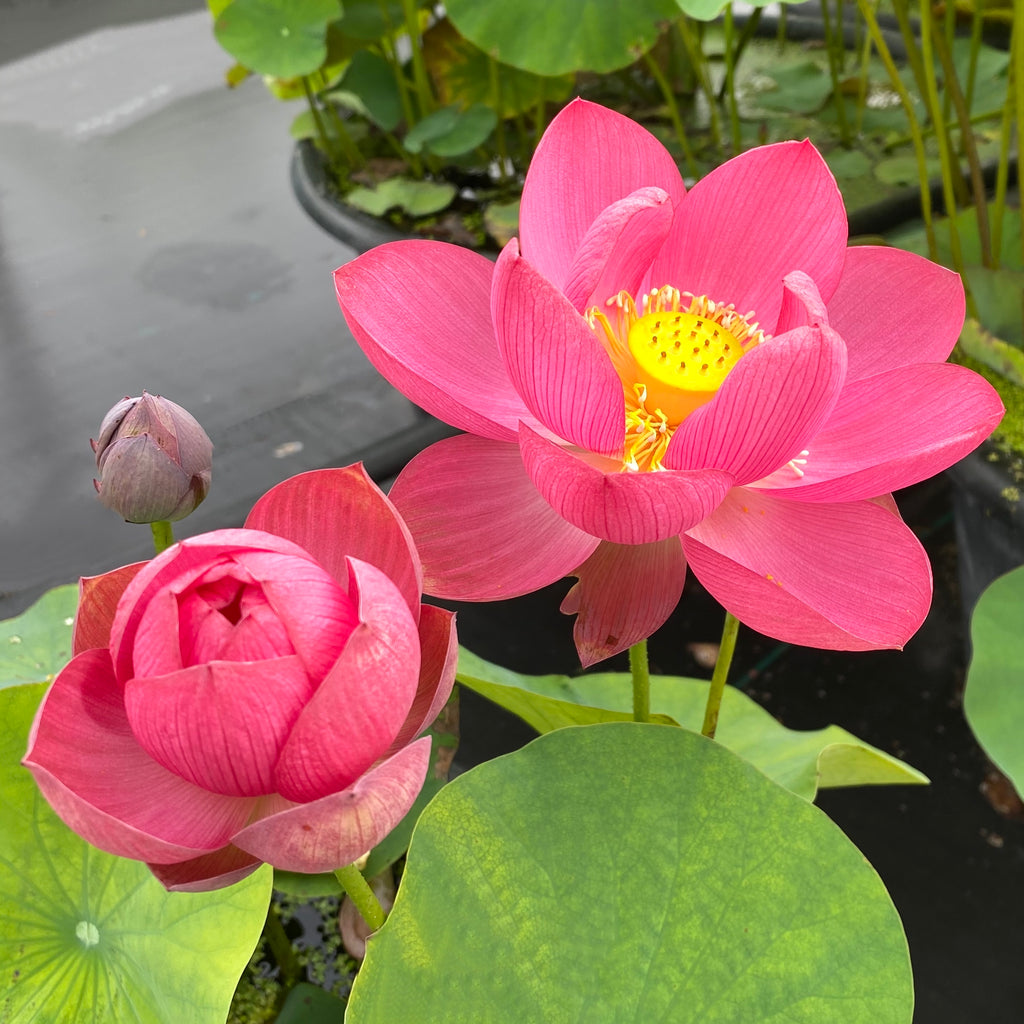 Little Longevity Star Lotus  <br>  Small Plant - BIG FLOWERS!!