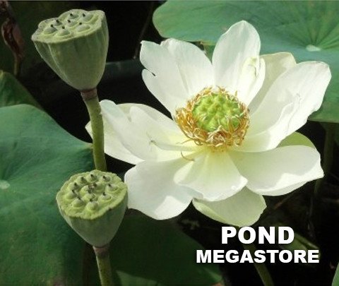 Little Antelope Lotus  <br> Reserve Lotus Varieties ASAP for 2020! - PondLotus.com