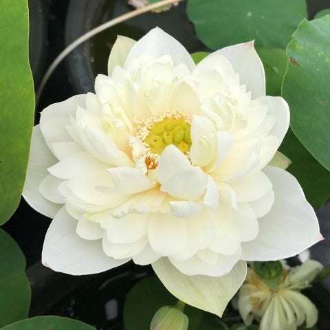 Petite Brocade Edge Lotus <br> Reserve Lotus Varieties ASAP for 2020! - PondLotus.com