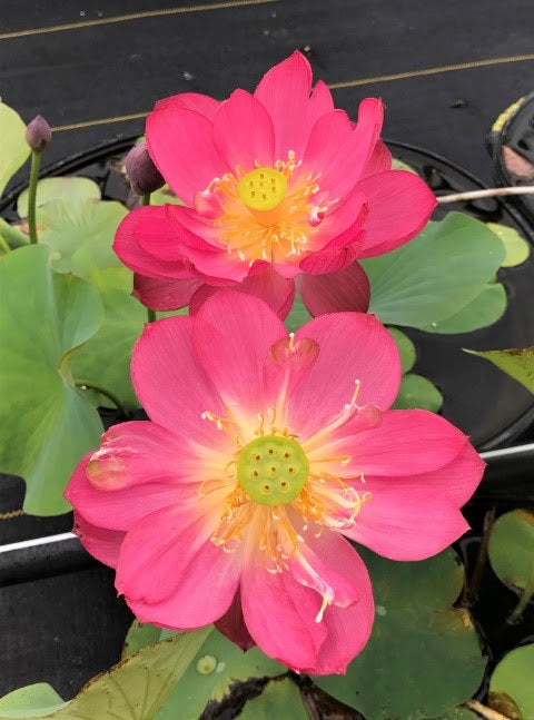 Little Longevity Star Lotus  (Xiao Shouxing)  <br>  Bright Red Blooms!  <br> Reserve Lotus Varieties ASAP for 2020! - PondLotus.com