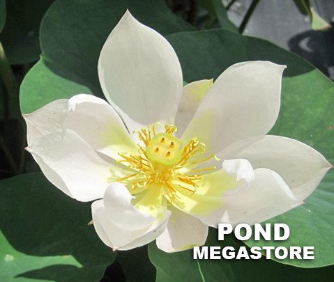 Little Princess Lotus  <br>Dainty Little Gem!  <br> Reserve Lotus Varieties ASAP for 2020! - PondLotus.com