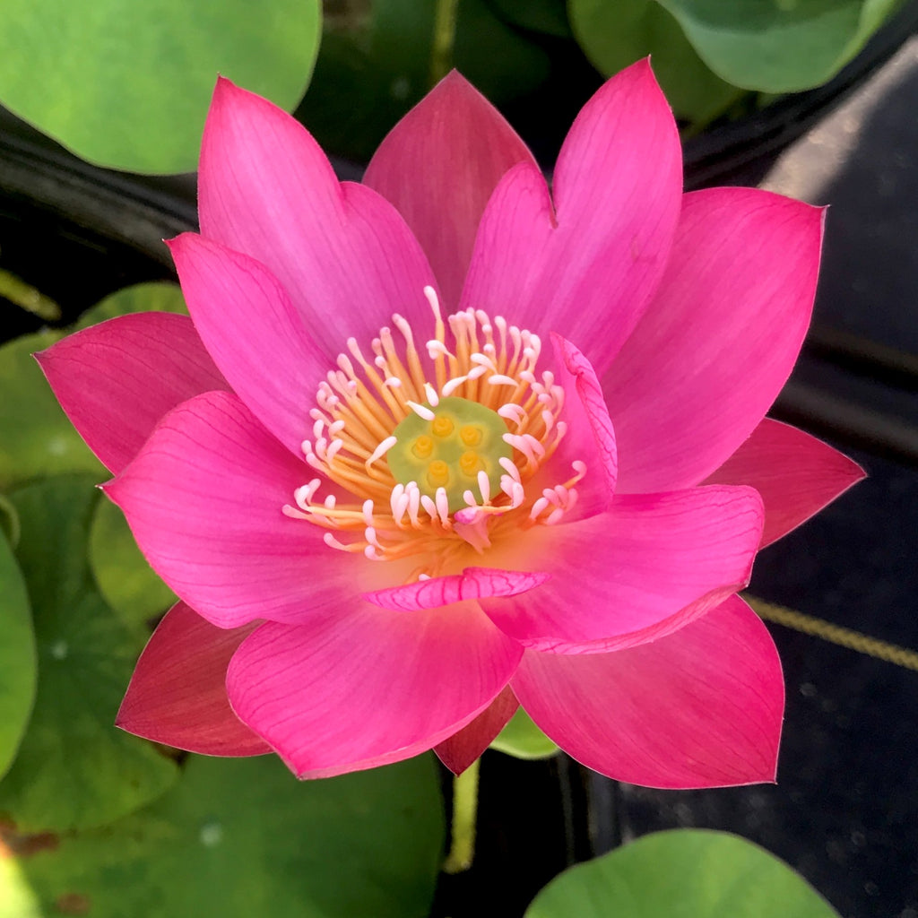 Tiny Red Of Gulang Lotus  <br> Reserve Lotus Varieties ASAP for 2020! - PondLotus.com