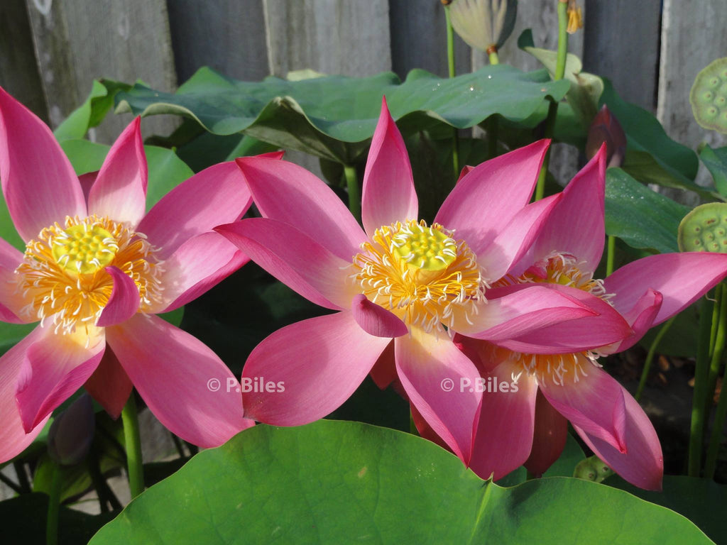 Little Red Missing Lotus  <br>   Brilliant Red & Heavy Bloomer!  <br> Reserve Lotus Varieties ASAP for 2020! - PondLotus.com