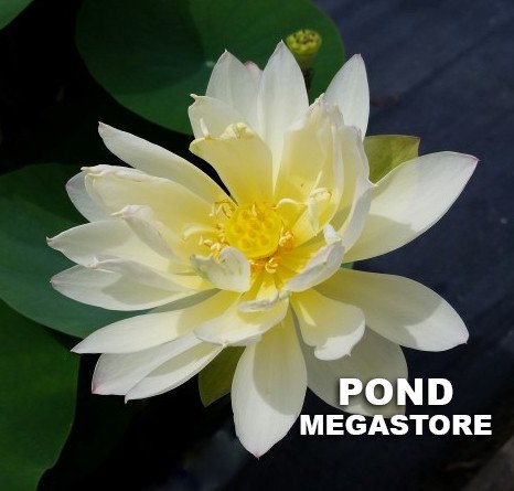 Little Tri-Color Lotus  <br>  Pretty Pastel Colors!  <br> Reserve Lotus Varieties ASAP for 2020! - PondLotus.com