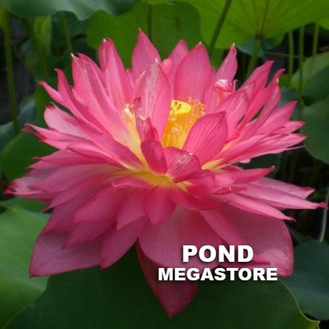 Long Petal Peach Red Lotus  <br>  Show Stopper!  <br> Reserve Lotus Varieties ASAP for 2020! - PondLotus.com