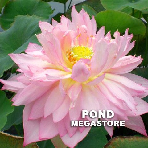 Zhaojun Look Back Shadow  <br> Reserve Lotus Varieties ASAP for 2020! - PondLotus.com