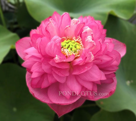 Serendipity Red Lotus   <br>  Early Bloomer! <br> Reserve Lotus Varieties ASAP for 2020! - PondLotus.com